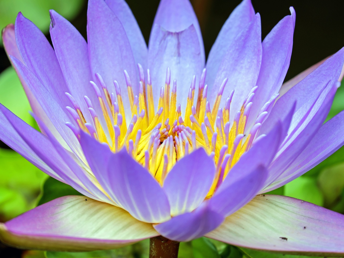 Фиолетовый крупный цветок лотос 