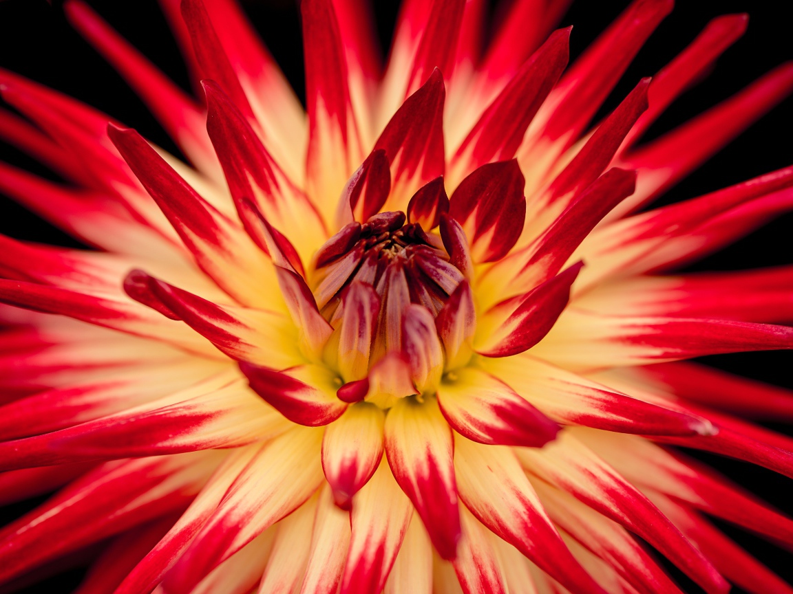 Красный цветок георгин  с острыми лепестками 