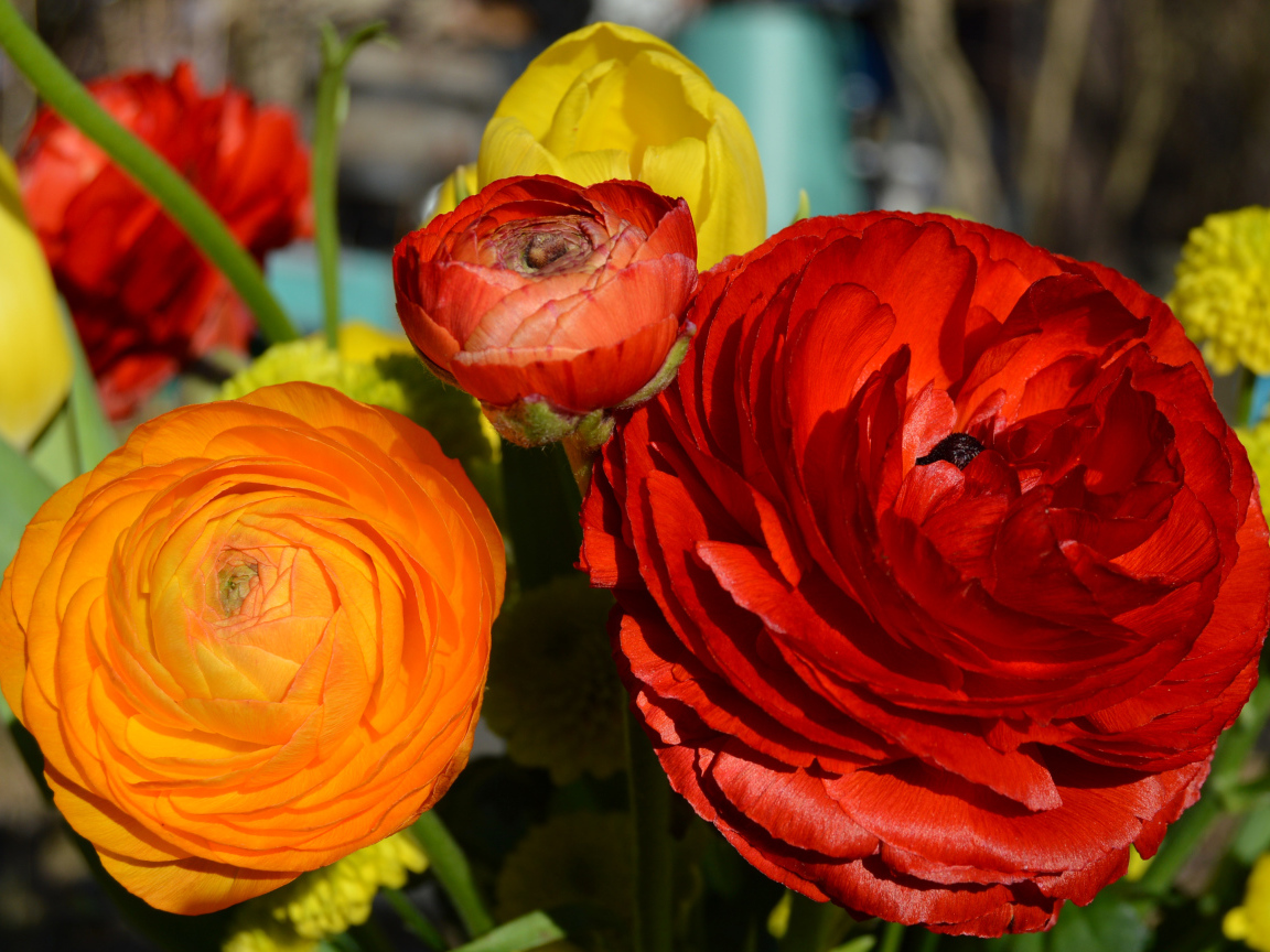 Красные и оранжевые цветы лютики