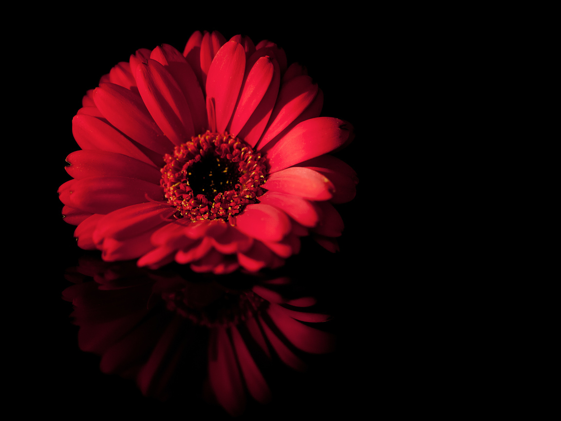 Красный цветок герберы отражается в черной поверхности