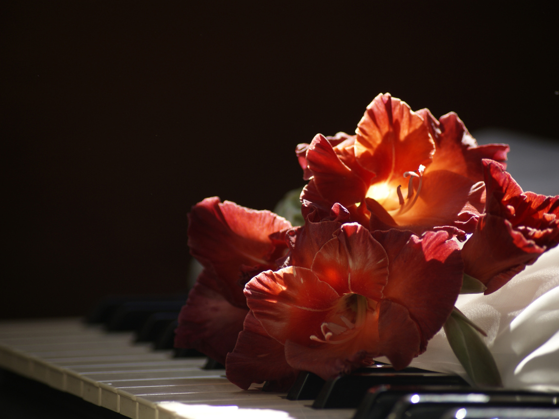 Красный гладиолус лежит на клавишах пианино