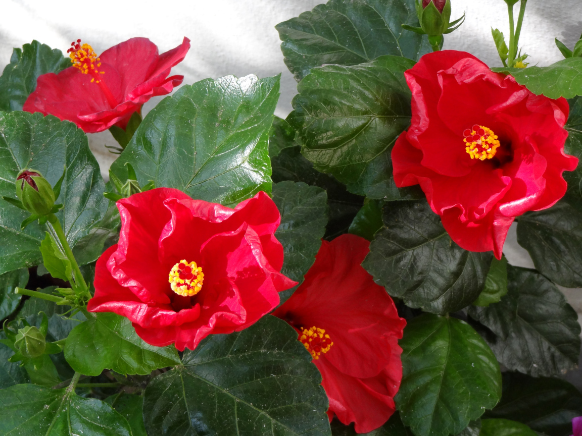 Красные цветы гибискуса с зелеными листьями крупным планом