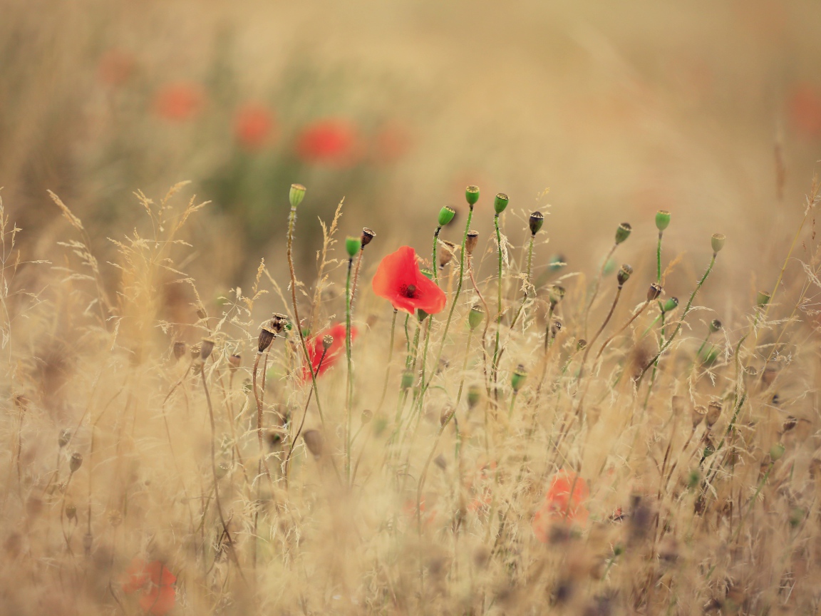 Красные полевые маки растут среди сухой травы