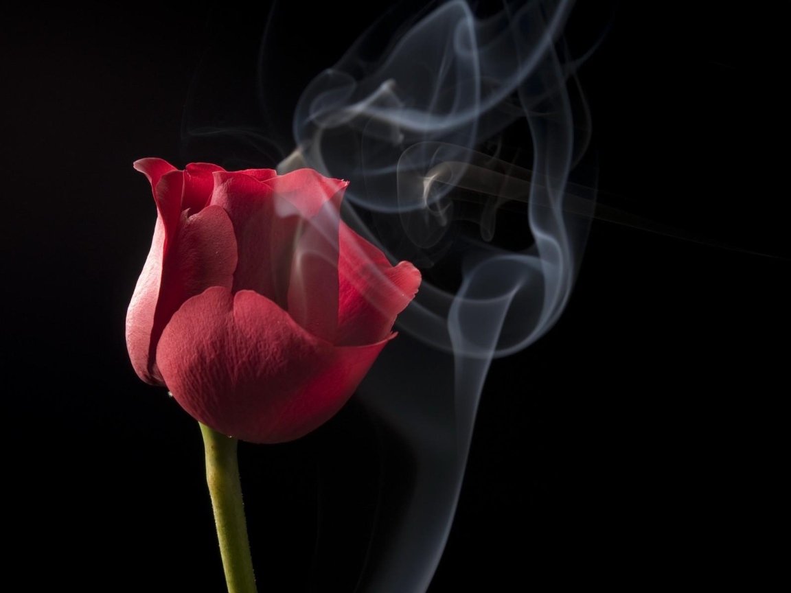Красная роза с белым дымом на черном фоне крупным планом