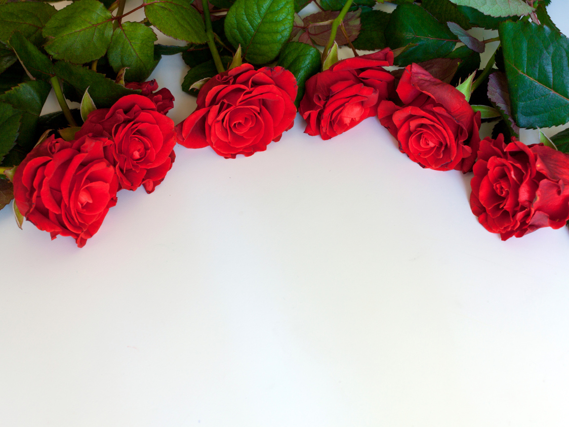 Красные розы на белом фоне, шаблон для открытки