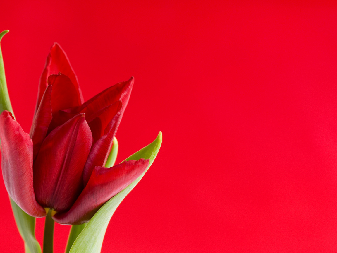 Красный тюльпан на красном фоне, шаблон для поздравительной открытки
