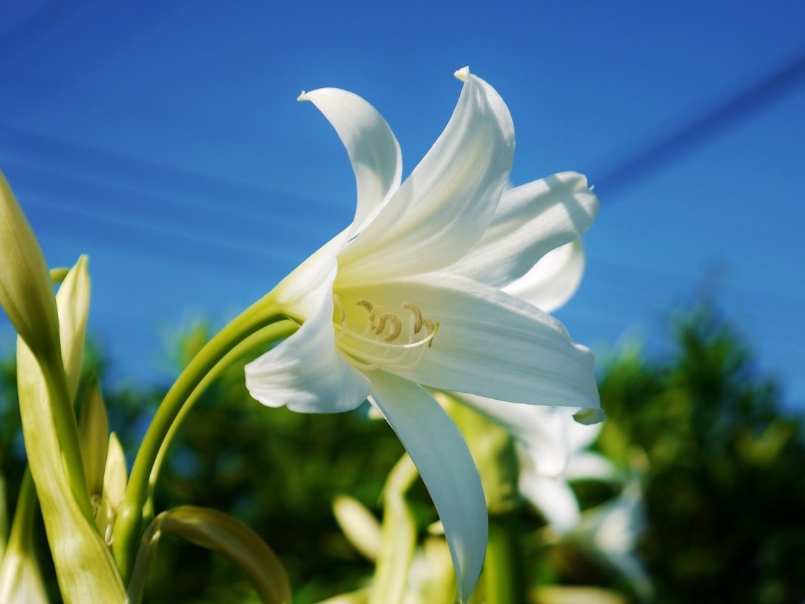 Белоснежная лилия под красивым голубым небом крупным планом