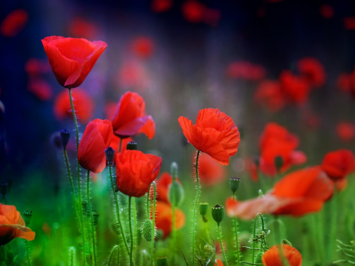 Летние красные цветы маки в поле