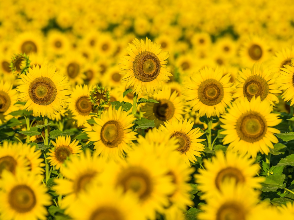 Поле солнечных цветущих подсолнухов летом