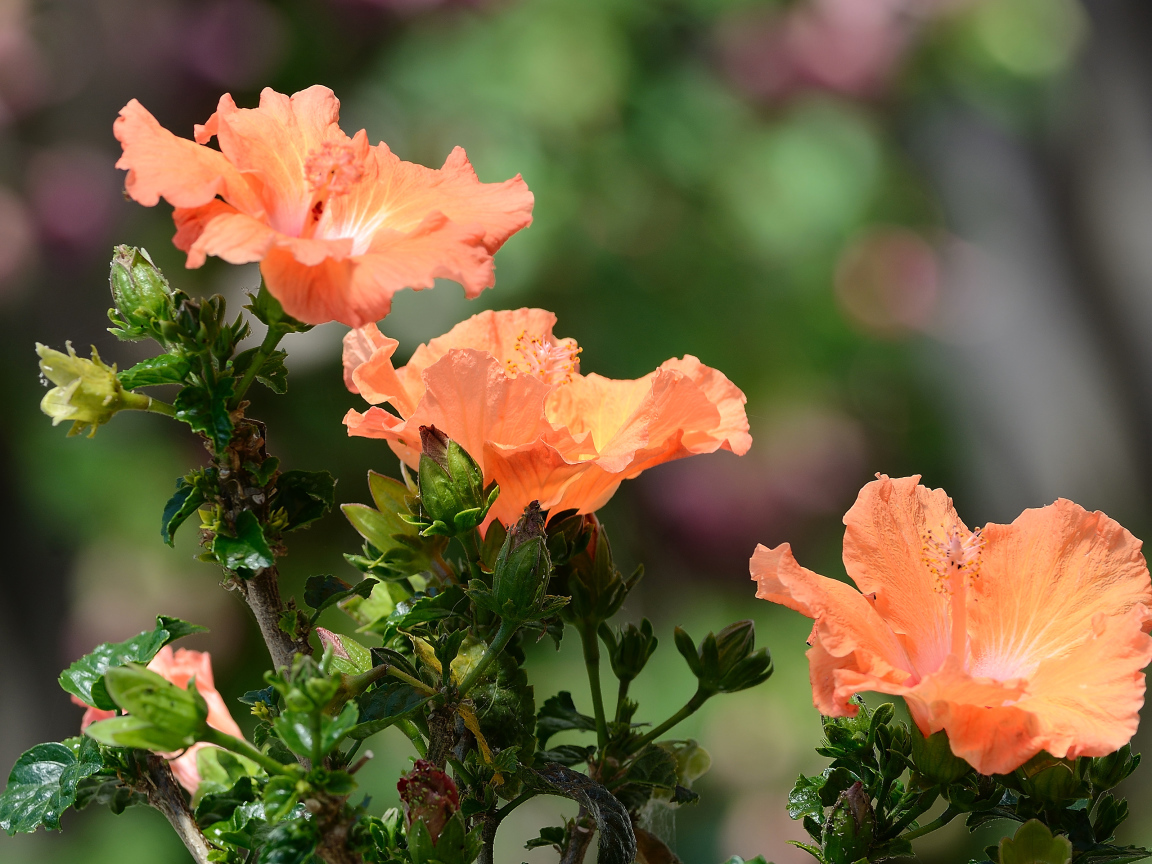 Три красивых оранжевых цветка гибискуса