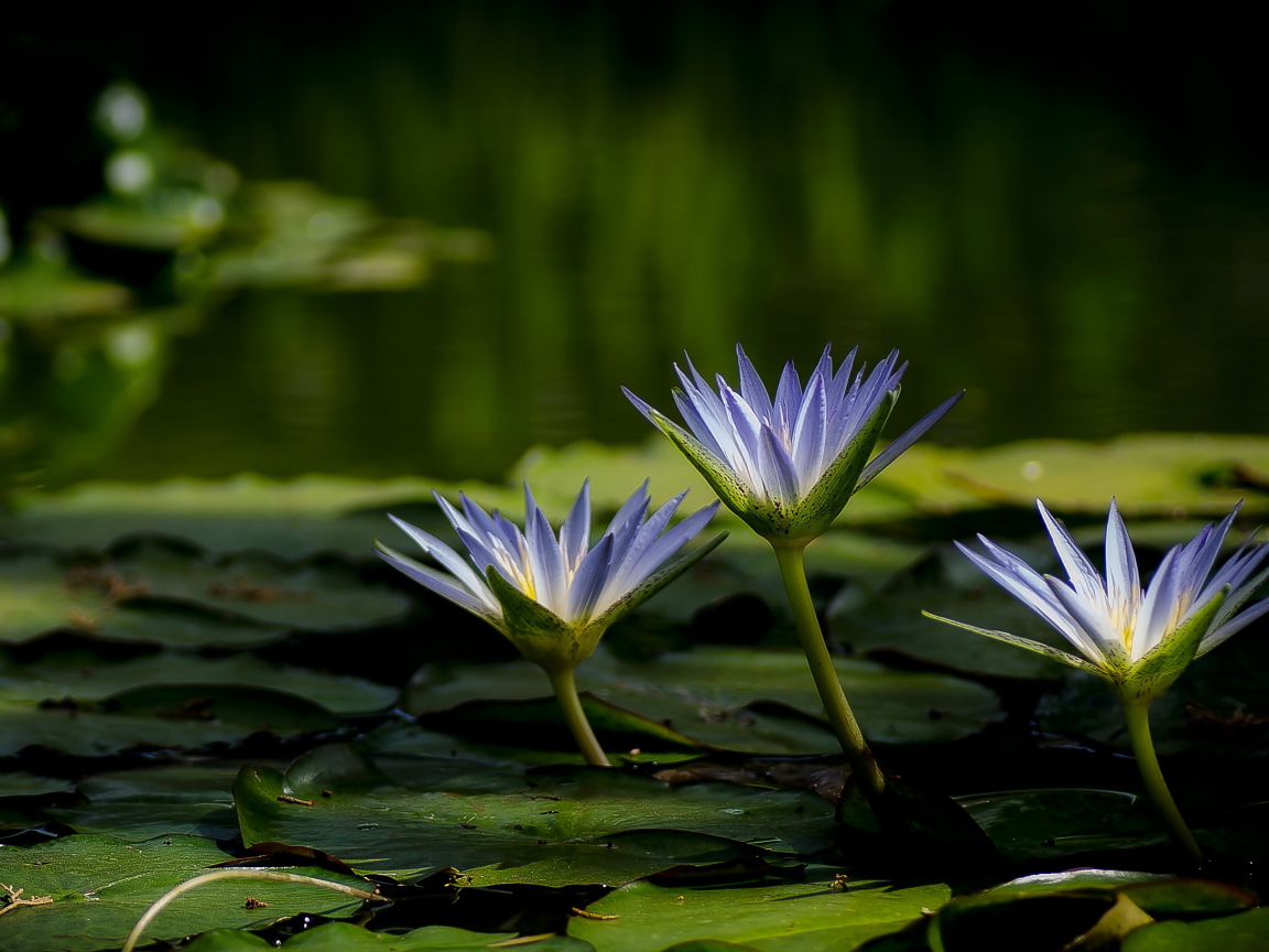 Три красивые фиолетовые кувшинки в воде