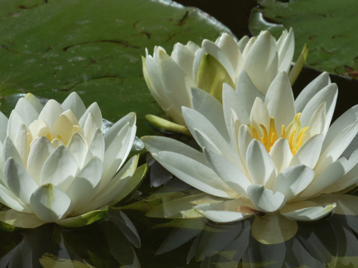Три белые водяные лилии в пруду 