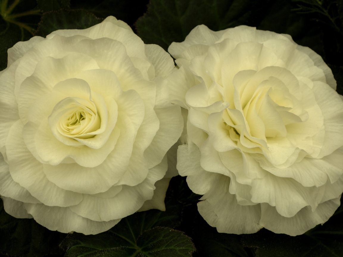 Два красивых нежных цветка бегонии 