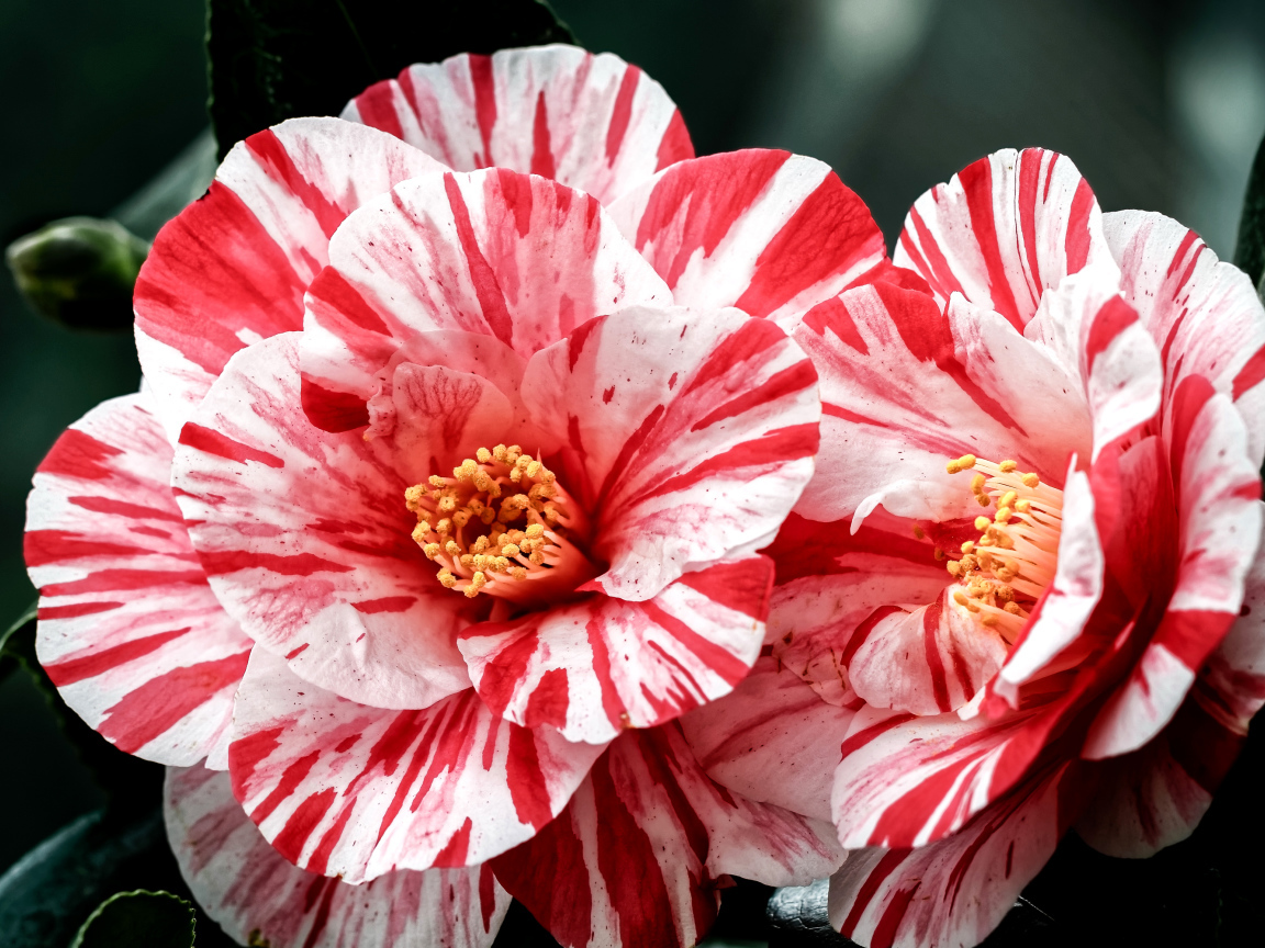 Два красивых необычных цветка камелии