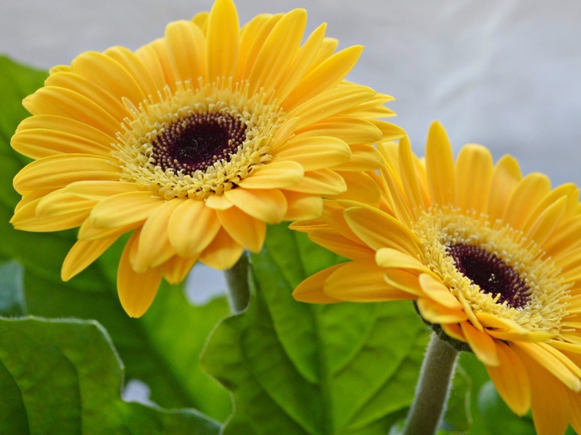 Две красивые желтые герберы 