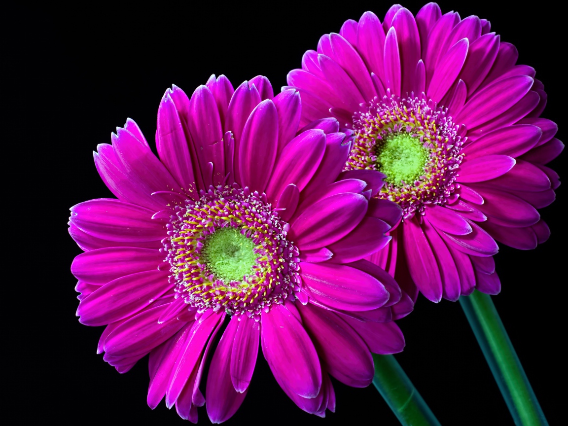 Две нежные розовые герберы на черном фоне 