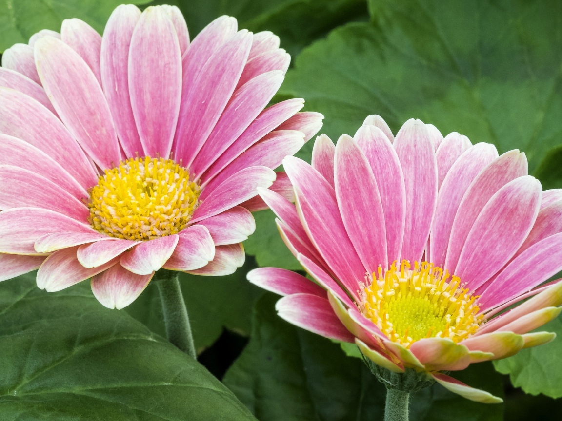 Две розовые герберы с желтой серединкой 