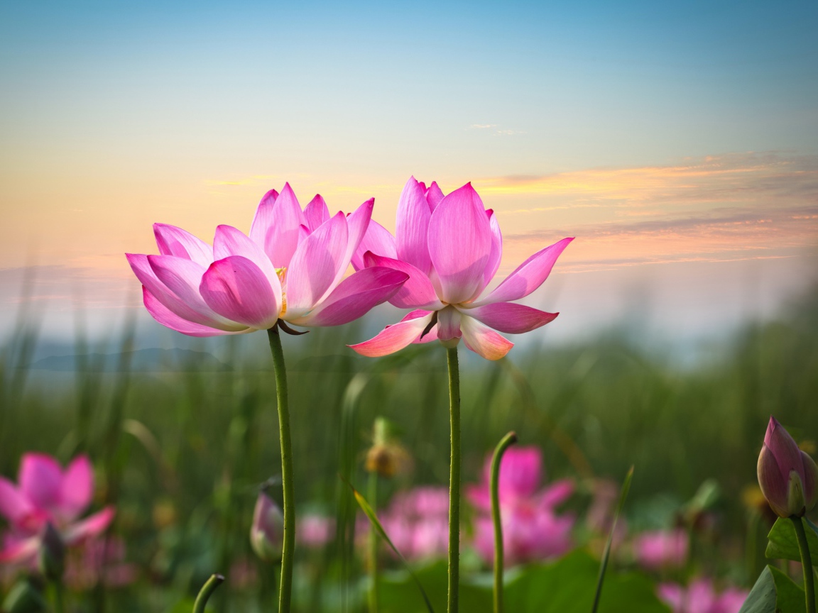 Два розовых лотоса на фоне неба 