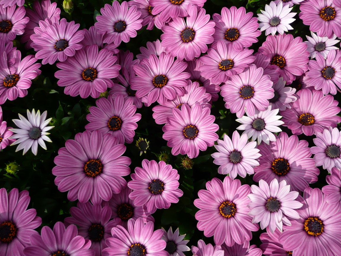 Фиолетовые комнатные цветы цинерария 