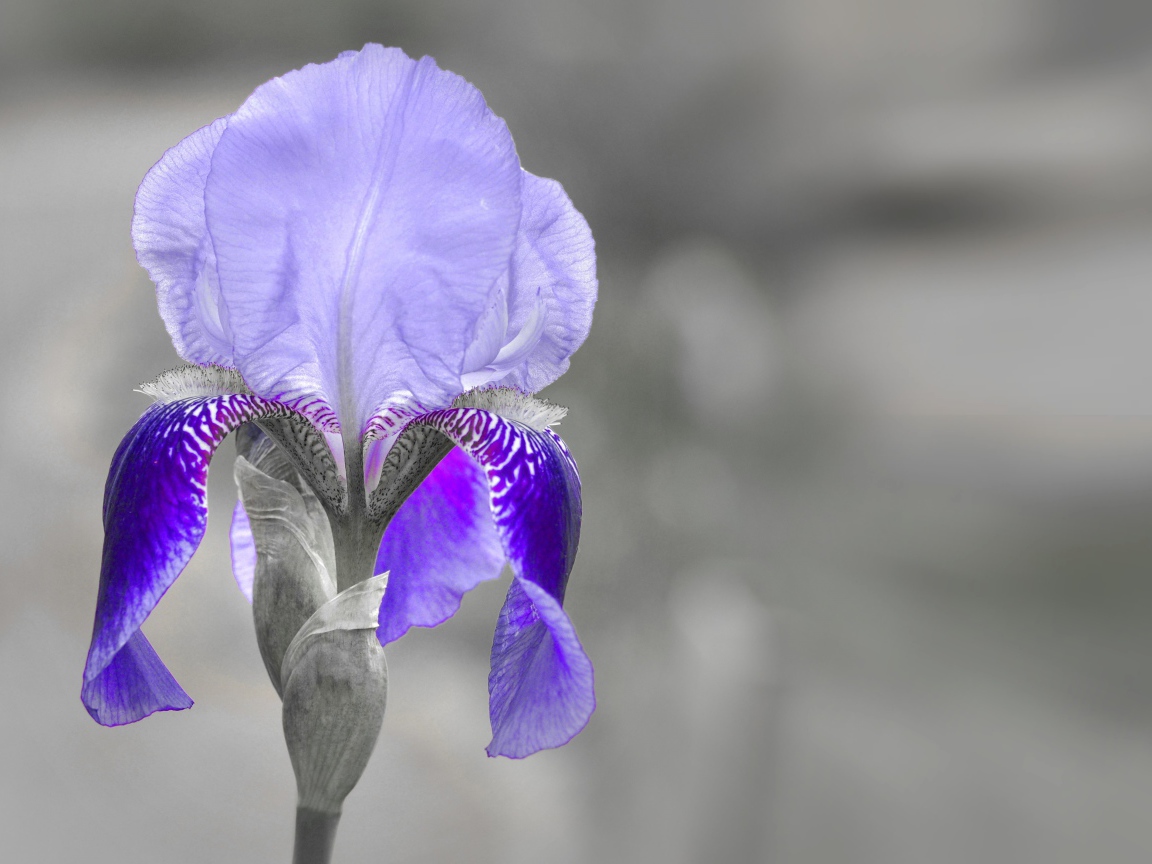 Фиолетовый ирис крупным планом на сером фоне