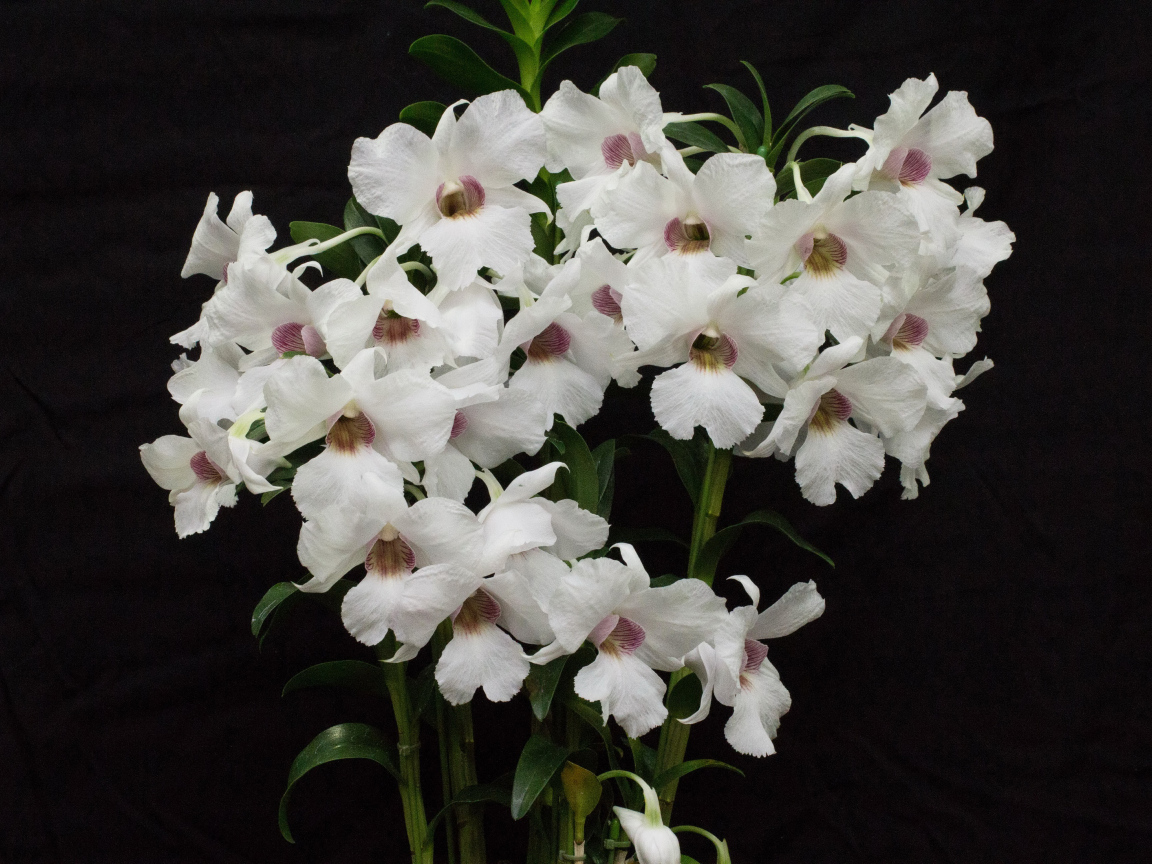 Белые красивые орхидеи на черном фоне