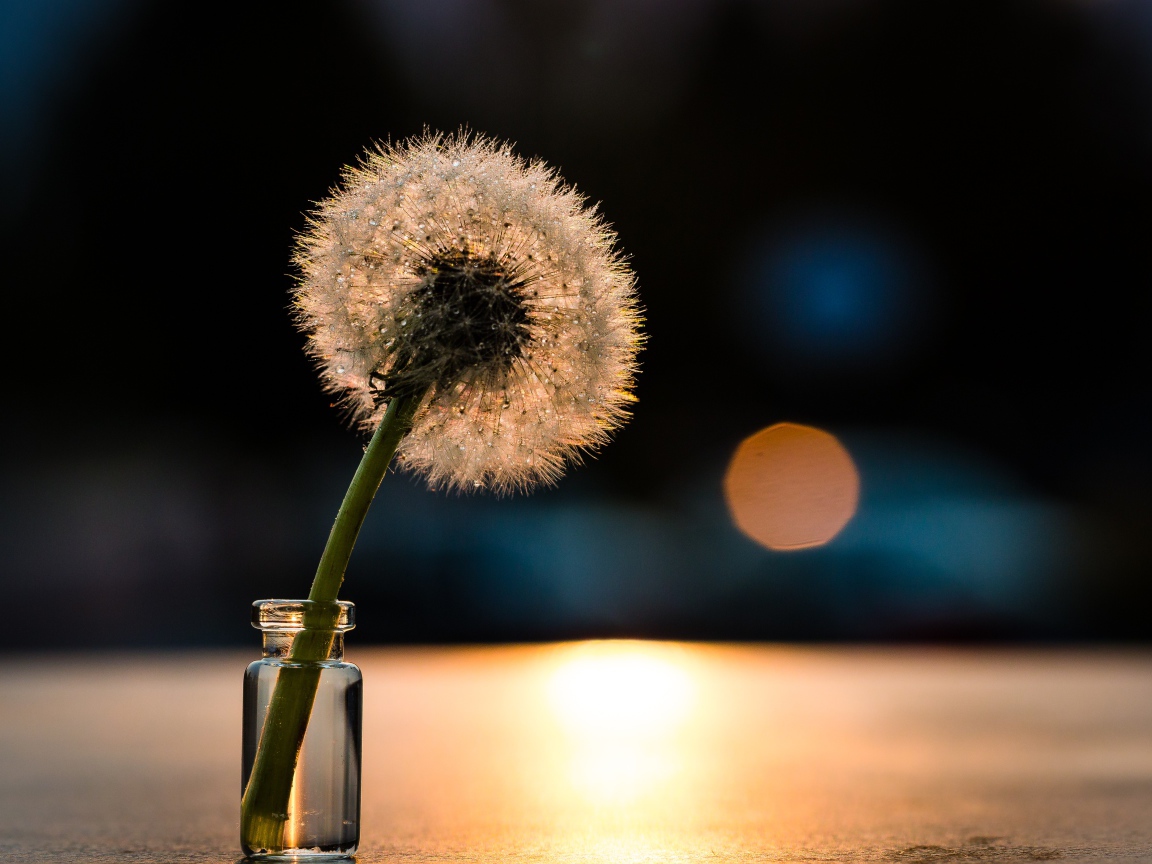 Белый одуванчик в свете солнца на столе