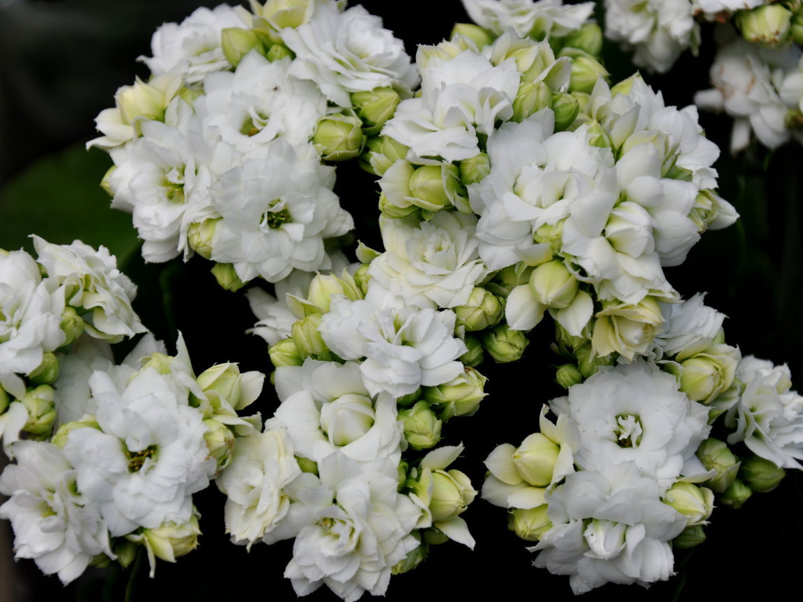 Белые нежные цветы каланхоэ с бутонами крупным планом