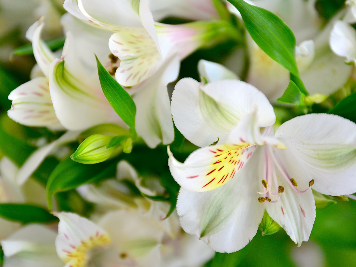 Белые нежные цветы альстрёмерия крупным планом