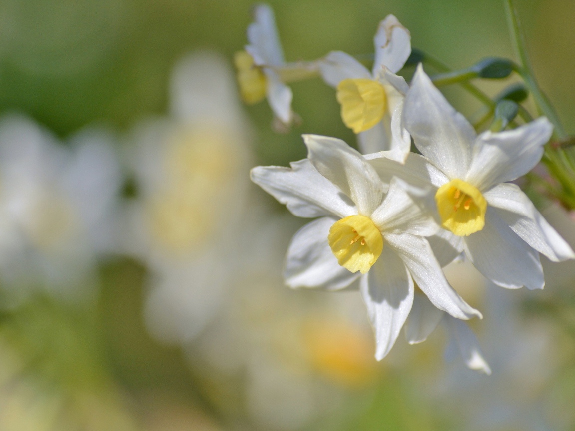 Белые нежные цветы нарциссы крупным планом