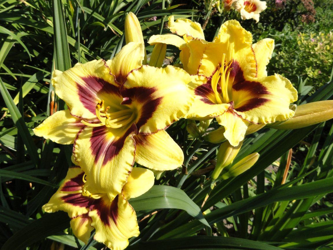 Желтые лилии с бутонами на клумбе