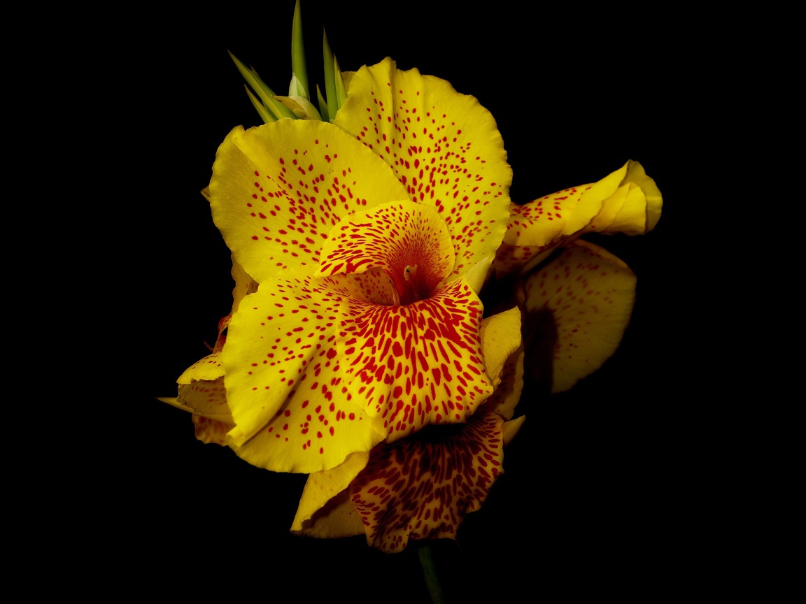 Желтый пятнистый цветок канна на черном фоне
