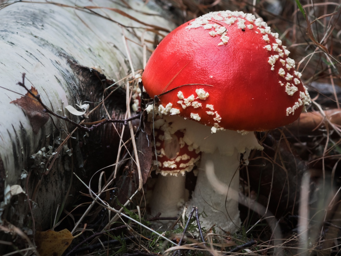 Красивый гриб мухомор с красной шляпкой у сухой березы