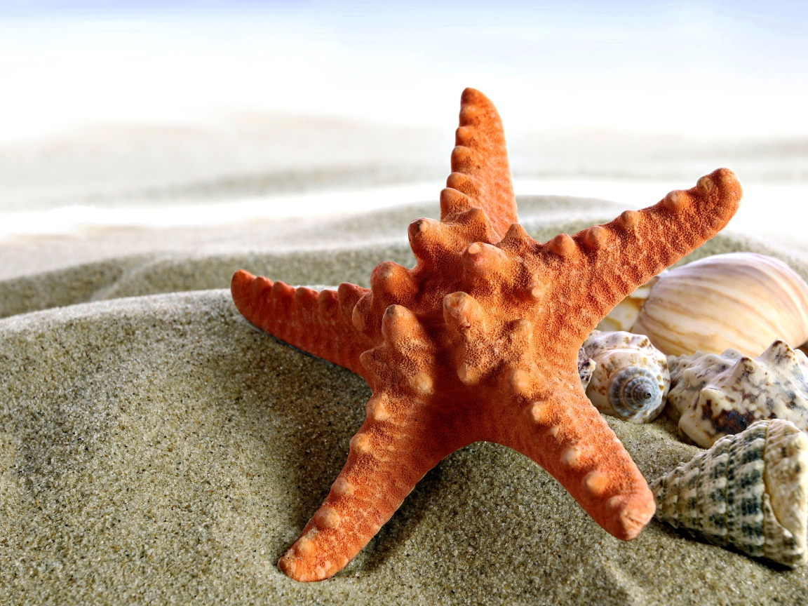 Морская звезда и ракушки на песке крупным планом