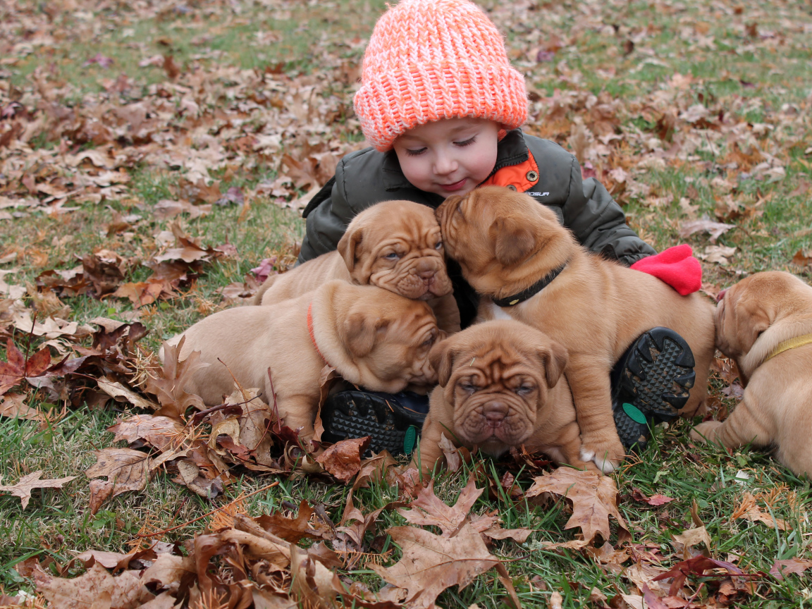 Маленькая девочка сидит с щенками на земле покрытой сухими листьями