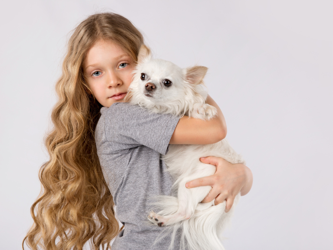 Голубоглазая девочка с белым чихуахуа в руках