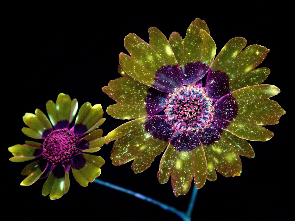 Фантастические цветы на черном фоне, 3д графика