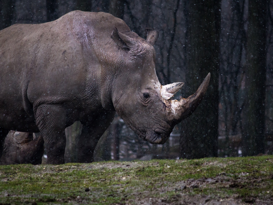 Большой носорог в лесу