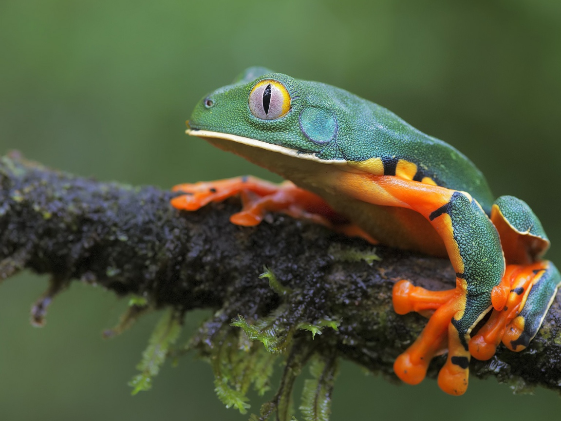 A frog is sitting on a wet branch