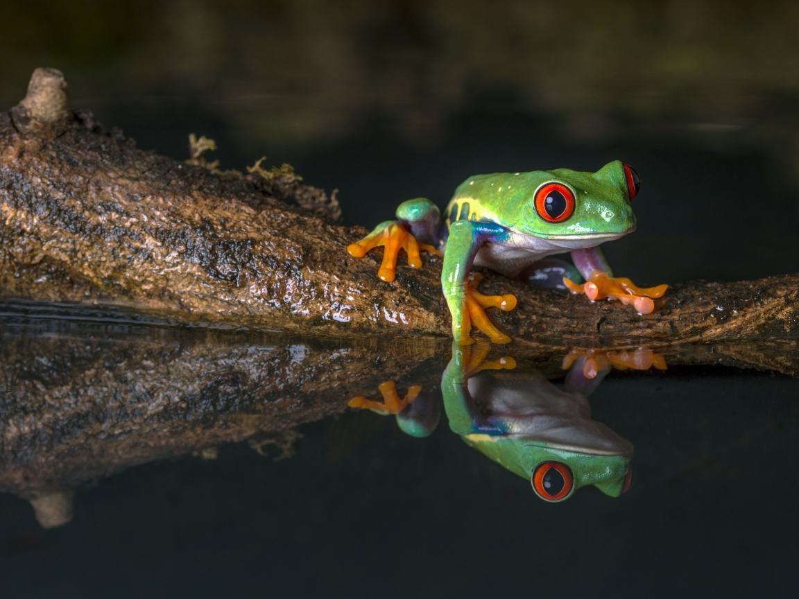 A green frog on a snag in the water