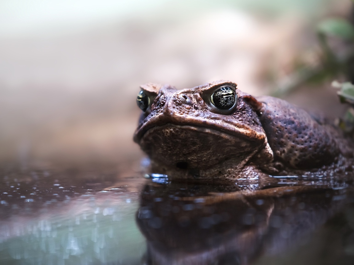 Большая жаба сидит в воде