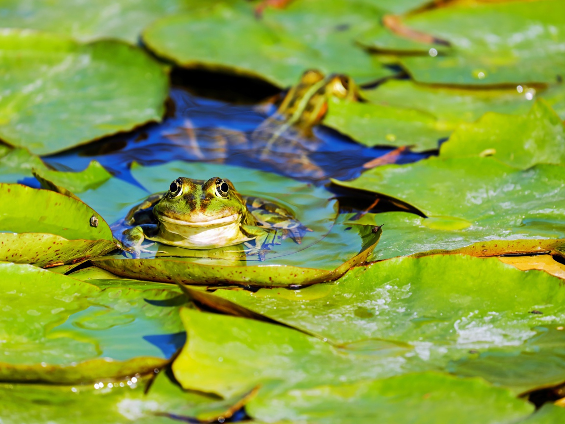 Лягушка сидит на зеленых листьях в воде