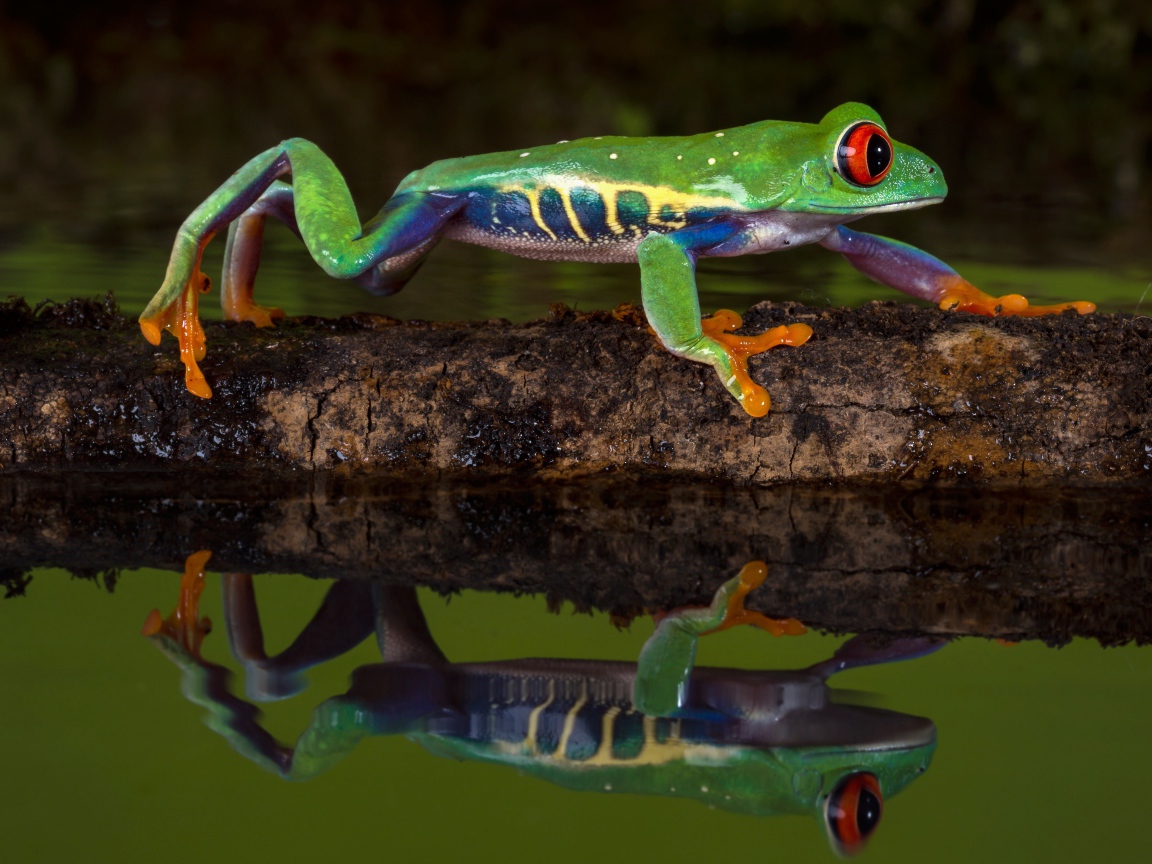 Красноглазая квакша на ветке в воде