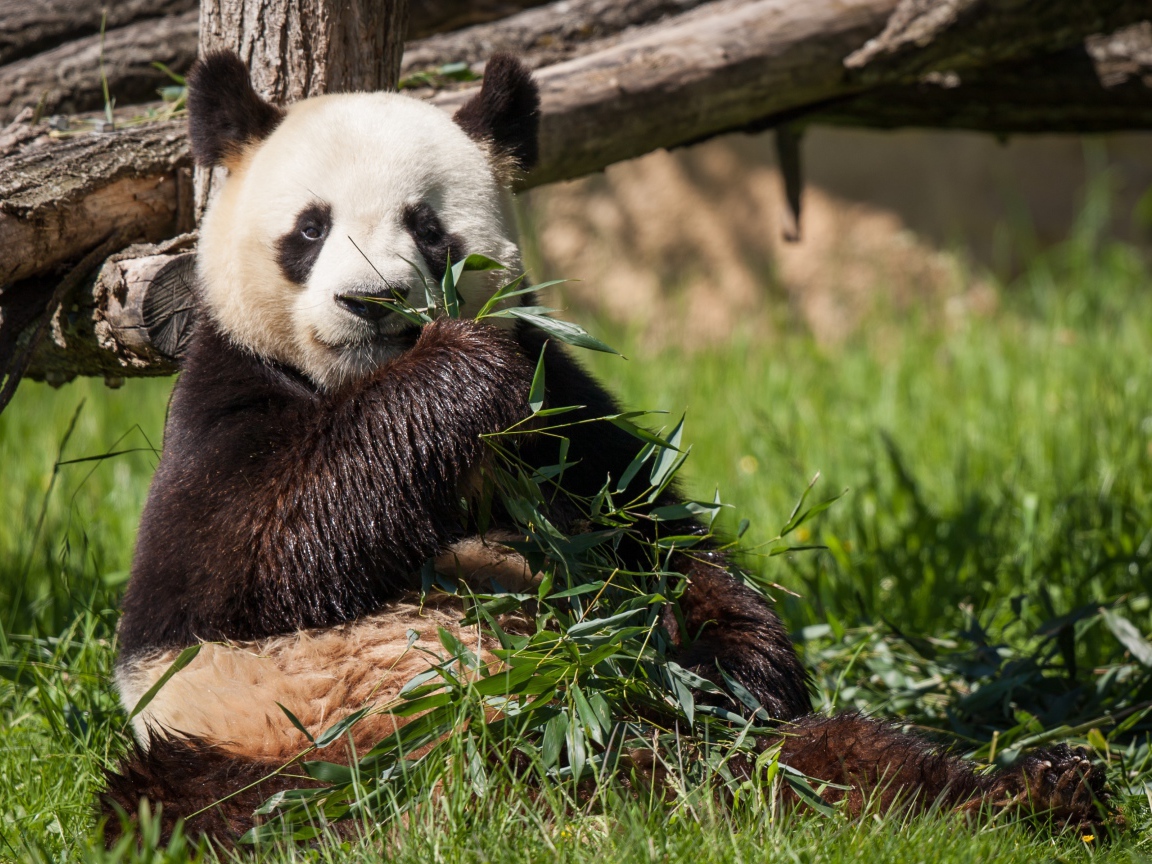 Мокрый медведь панда ест зеленые листья
