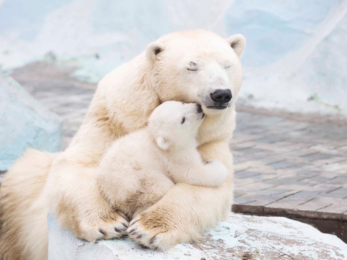 Large white bear hugs a cub