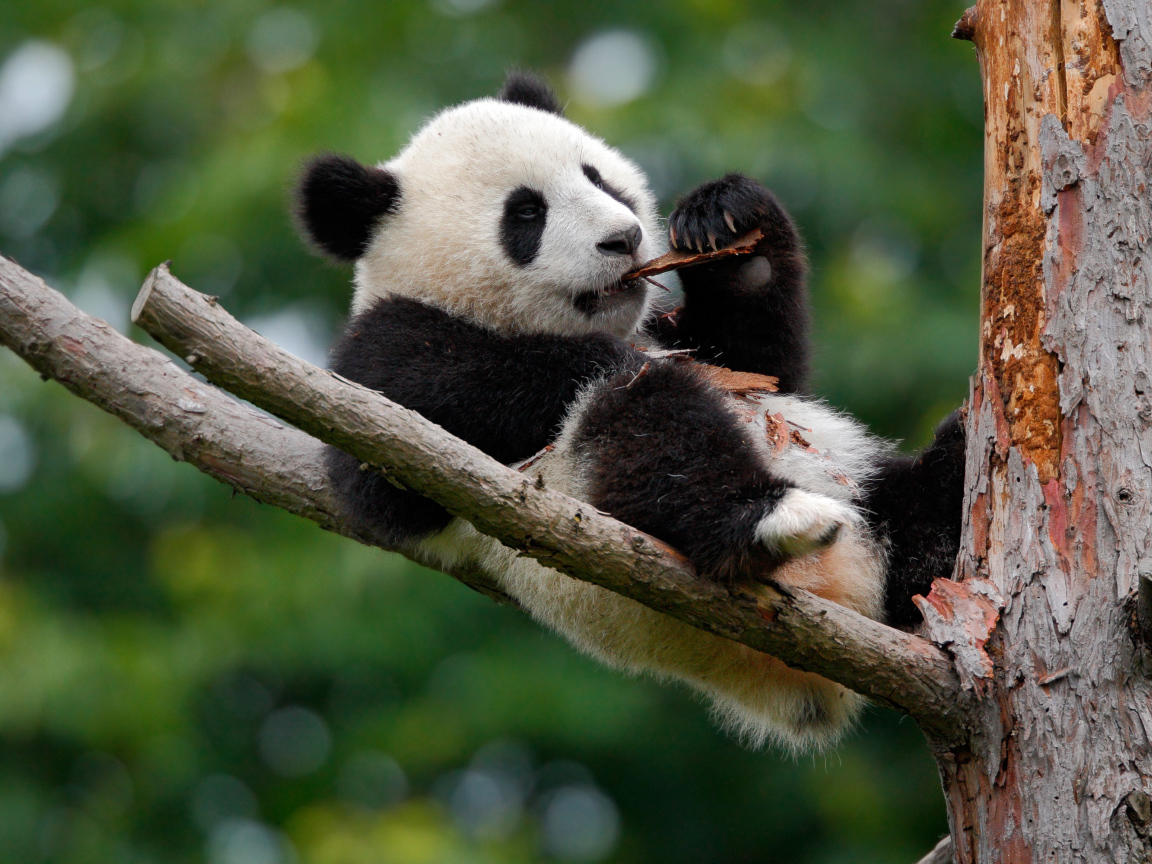 Панда грызет кору на дереве