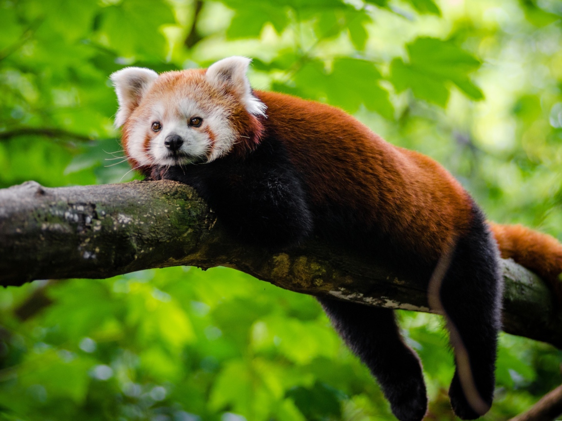 Малая панда лежит на дереве