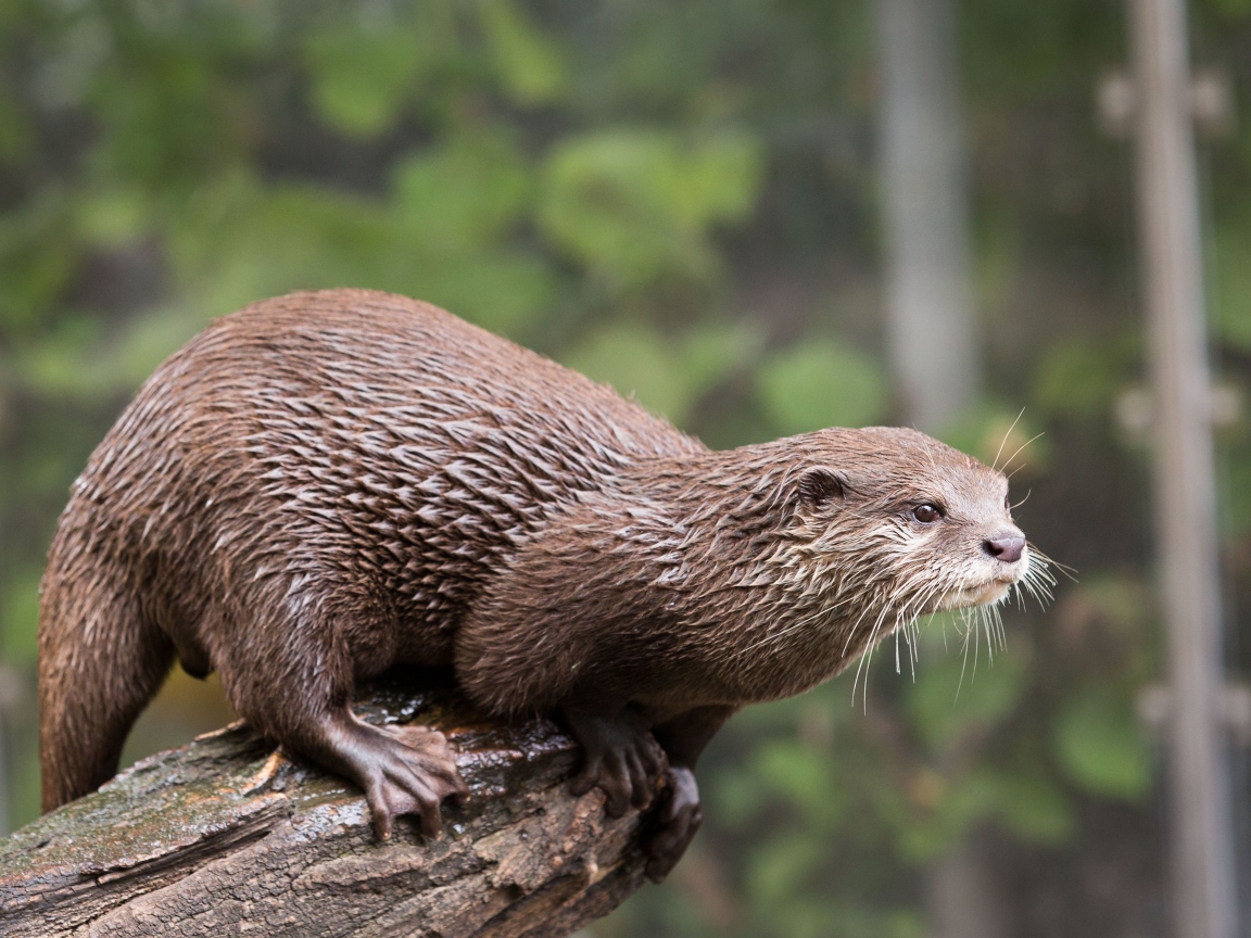 Мокрая выдра  стоит на дереве