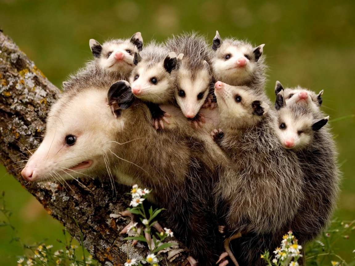 Мама опоссум с детенышами на спине 