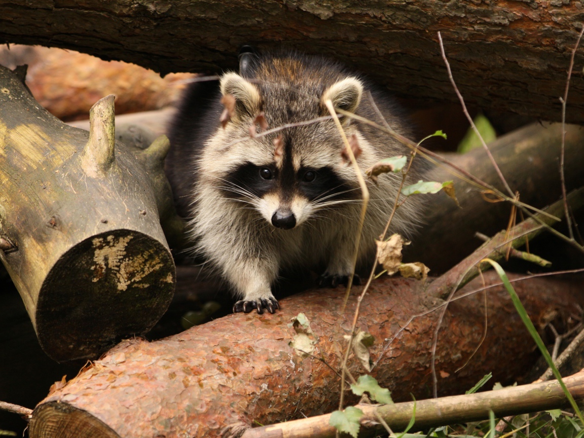 Енот сидит на деревянных пнях
