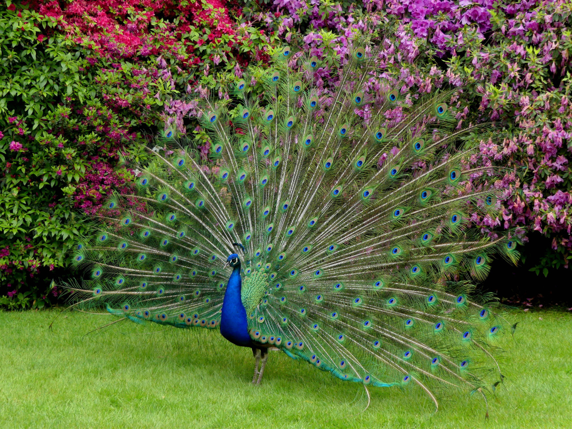 Красивый павлин распушил хвост 